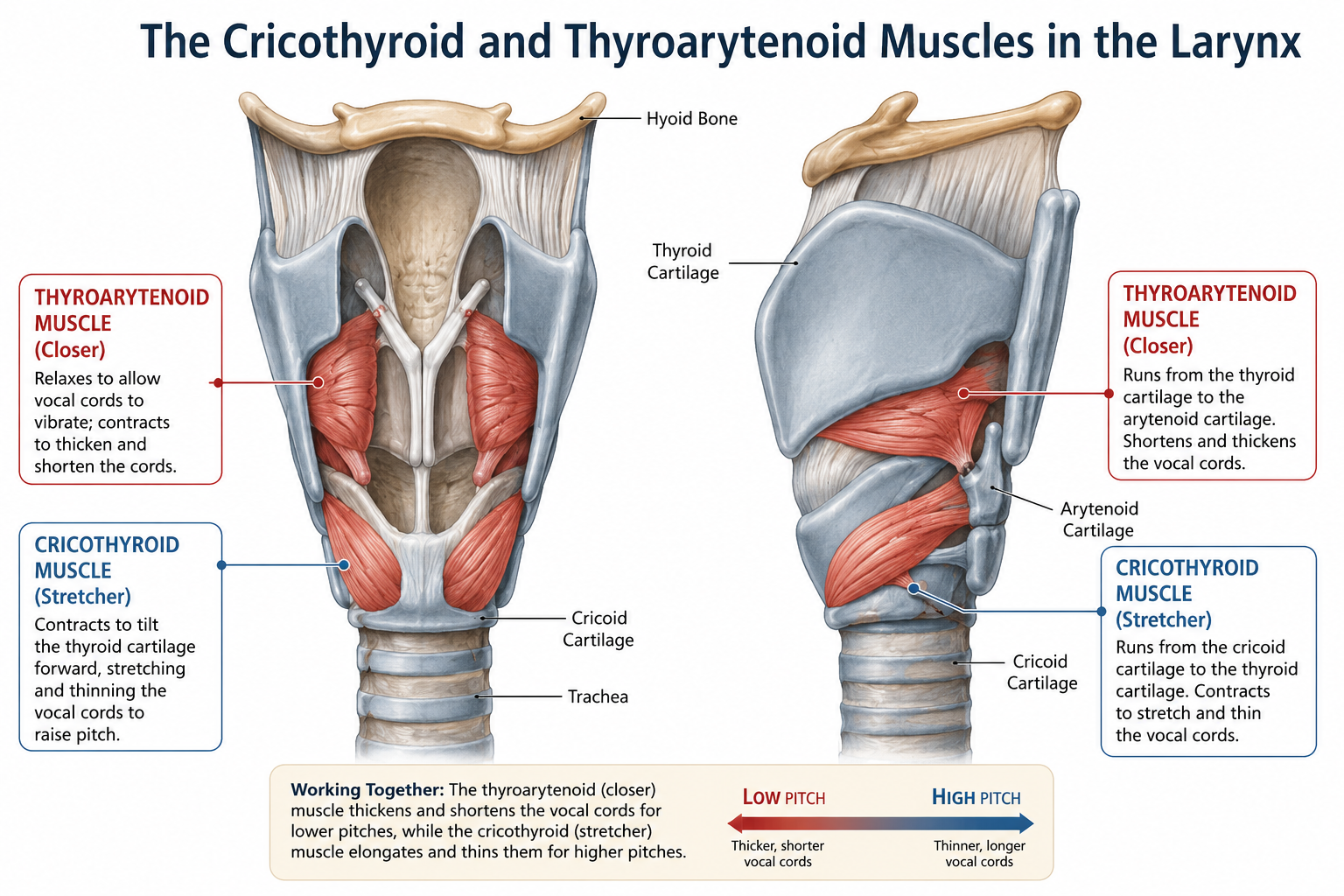 cricothyroid and thyroarytenoid muscles in the larynx